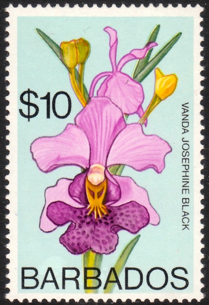 Barbados SG500 Vanda 'Josephine Black'