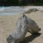 Driftwood in front of Crane Beach Hotel, Barbados