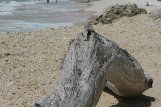 Driftwood in front of Crane Beach Hotel, Barbados