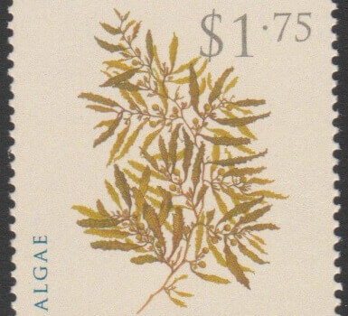 Algae - Barbados SG1325 - Algae $1.75 - Sargassum Platycarpum