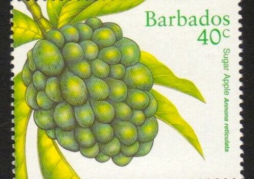 Barbados SG1117