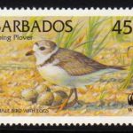 Barbados SG1135