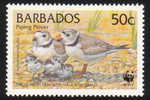 Barbados SG1136