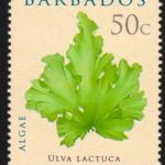 Barbados SG1324