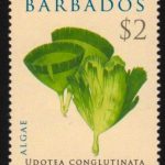 Barbados SG1326