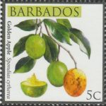 Barbados SG1359 - Local Fruits of Barbados - 5c Golden Apple