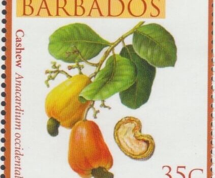 Local Fruits of Barbados - 35c Cashew - Barbados SG1361