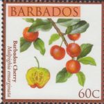 Local Fruits of Barbados - 60c Barbados Cherry - Barbados SG1363