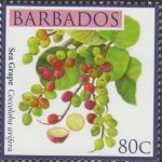 Local Fruits of Barbados - 80c Sea Grape - Barbados SG1365