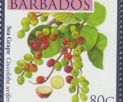 Local Fruits of Barbados - 80c Sea Grape - Barbados SG1365