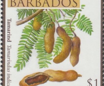 Fruits of Barbados - $1 Tamarind - Barbados SG1366