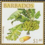 Local Fruits of Barbados - $1.80 Banana - Barbados SG1369