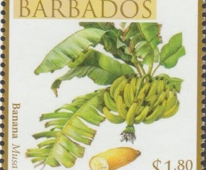 Local Fruits of Barbados - $1.80 Banana - Barbados SG1369