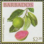 Local Fruits of Barbados - $2.20 Guava - Barbados SG1370