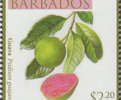 Local Fruits of Barbados - $2.20 Guava - Barbados SG1370