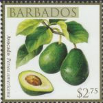 Local Fruits of Barbados - $2.75 Avocado - Barbados SG1371