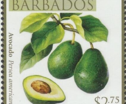 Local Fruits of Barbados - $2.75 Avocado - Barbados SG1371