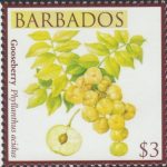 Local Fruits of Barbados - $3 Gooseberry - Barbados SG1372