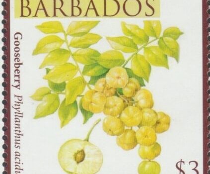 Local Fruits of Barbados - $3 Gooseberry - Barbados SG1372