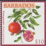 Local Fruits of Barbados - $10 Pomegranate - Barbados SG1374