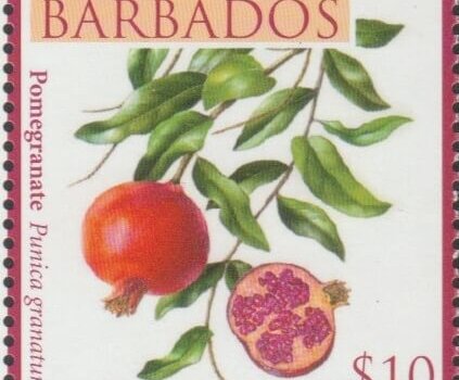 Local Fruits of Barbados - $10 Pomegranate - Barbados SG1374