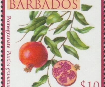 Local Fruits of Barbados - $10 Pomegranate - Barbados SG1374