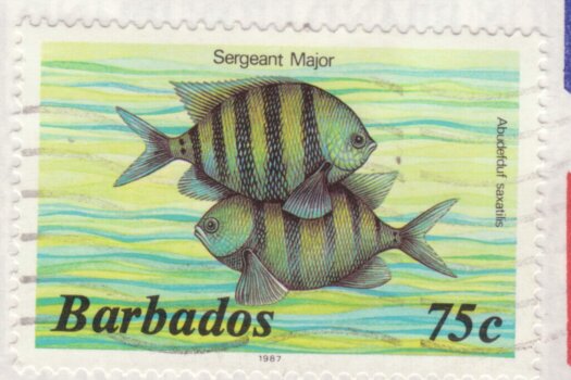 Barbados 75c Sargent Major stamp 1987