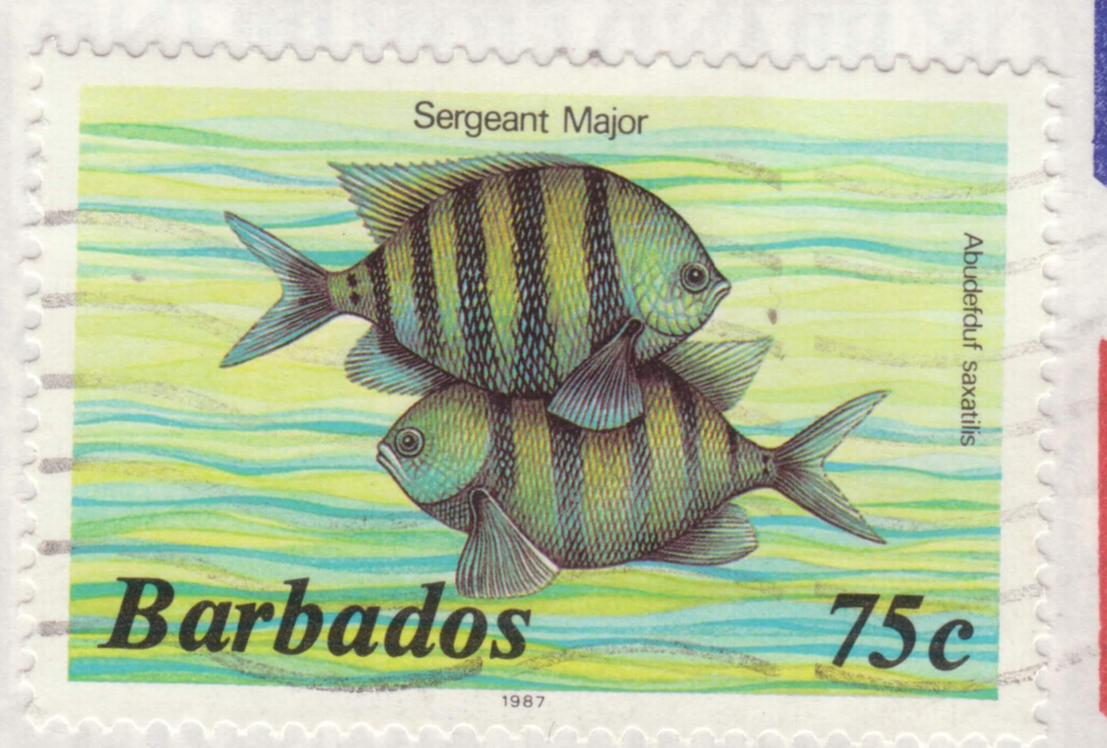 Barbados 75c Sargent Major stamp 1987