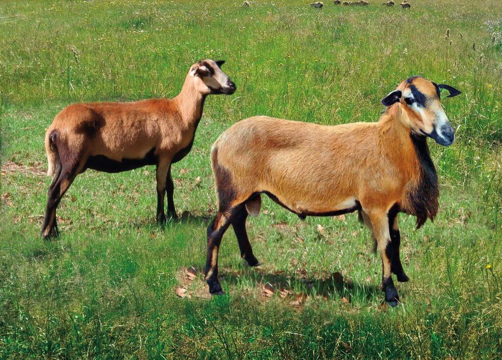 Barbados Stamps Pre Paid Postcard - Blackbelly Sheep