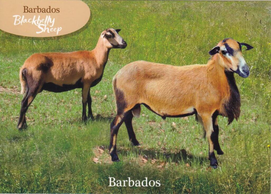 Barbados Stamps Pre Paid Postcard - Blackbelly Sheep - Actual Card