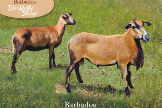 Barbados Stamps Pre Paid Postcard - Blackbelly Sheep - Actual Card