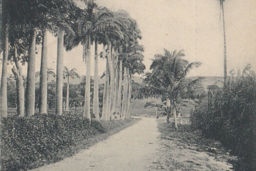 Barbados Post Card to Dutch Guyana November 1912 - front