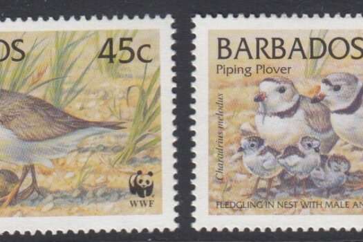Barbados SG1134-1137 | Endangered Species Piping Plover