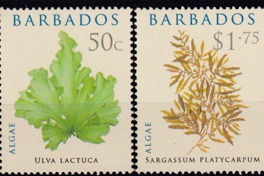 Barbados SG1323-1326 | Algae 2008