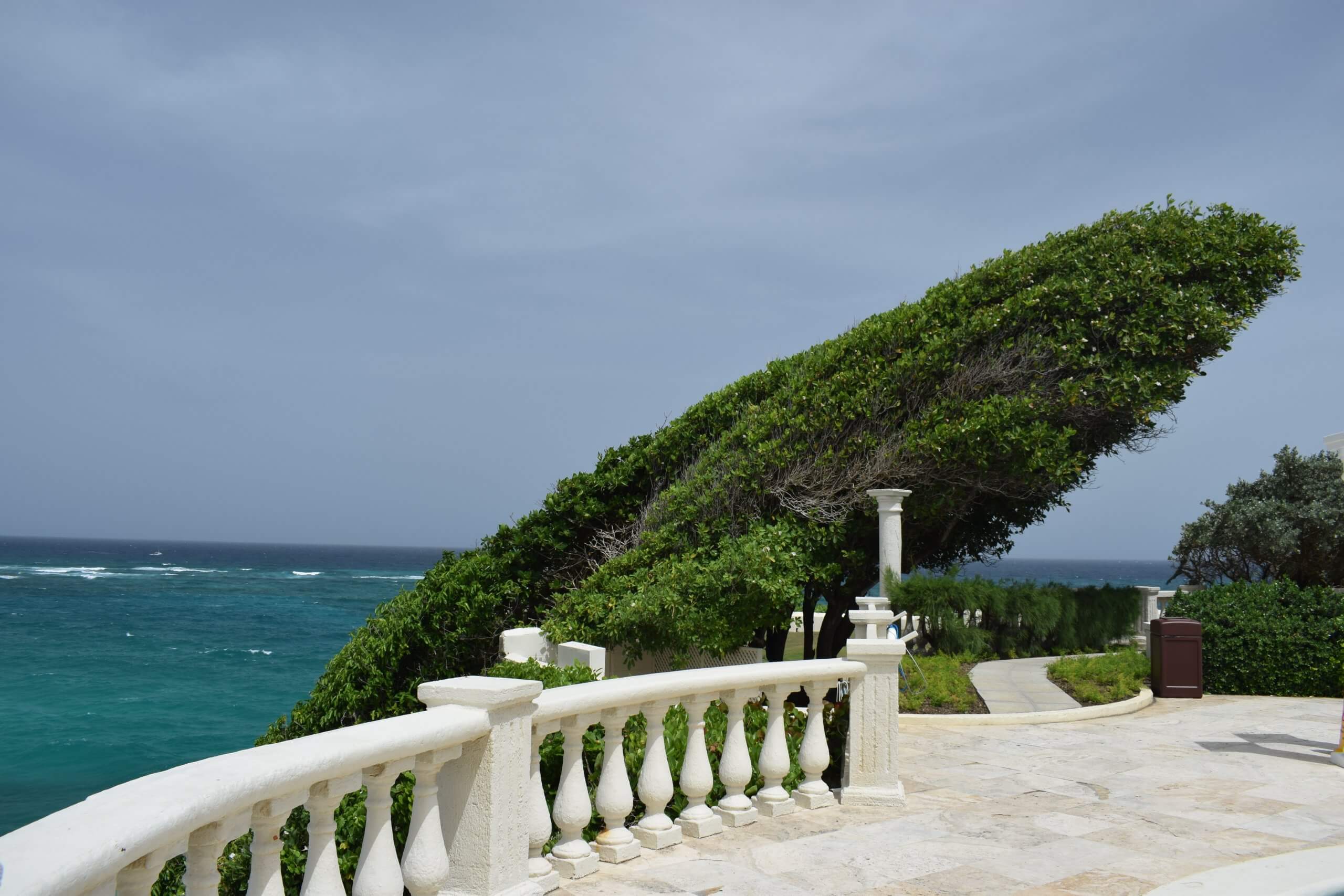Wind sculpted trees at Crane Beach Hotel, Barbados