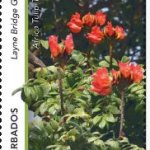 Layne Bridge Gully $1.50 | Gullies in Barbados - Barbados Stamps