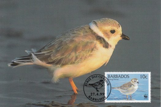Piping Plover Maximum Card - 10c stamp