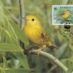 Barbados 1991 | Yellow Warbler Maximum Card 10c stamp