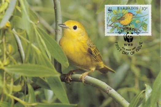 Barbados 1991 | Yellow Warbler Maximum Card 10c stamp
