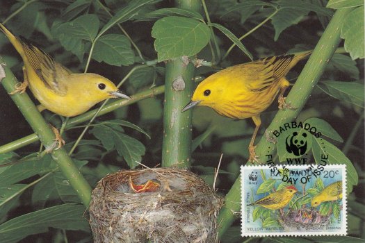 Barbados 1991 | Yellow Warbler Maximum Card 20c stamp