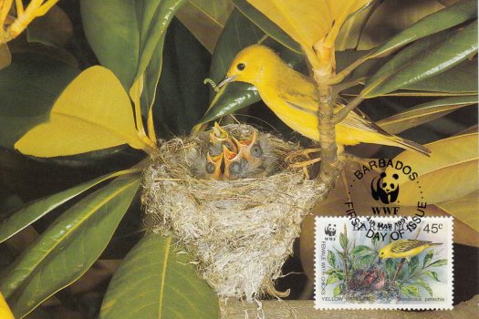 Barbados 1991 | Yellow Warbler Maximum Card 45c stamp