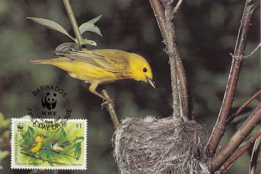 Barbados 1991 | Yellow Warbler Maximum Card $1 stamp