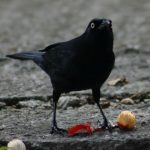 Carib Grackle