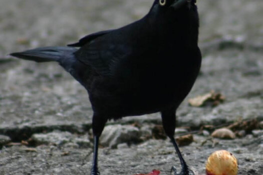 Carib Grackle