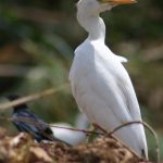 Cattle Egret