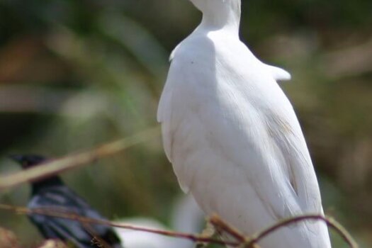 Cattle Egret