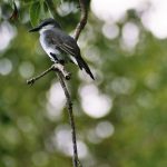 Grey Kingbird