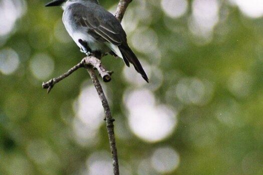 Grey Kingbird