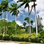 Palm Trees, Barbados