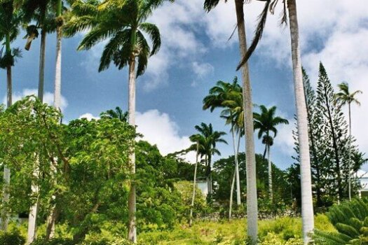 Palm Trees, Barbados